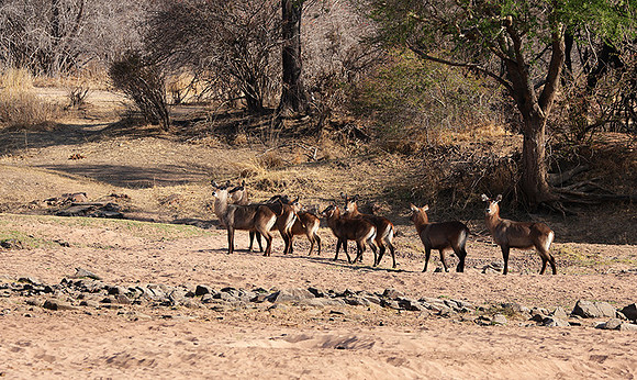 Ruaha NP