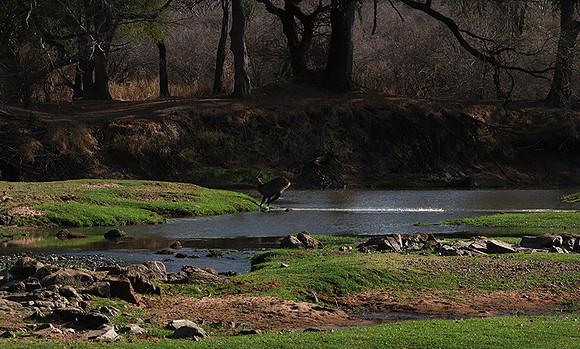 Ruaha NP