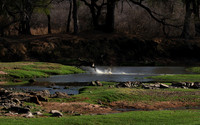 Ruaha NP