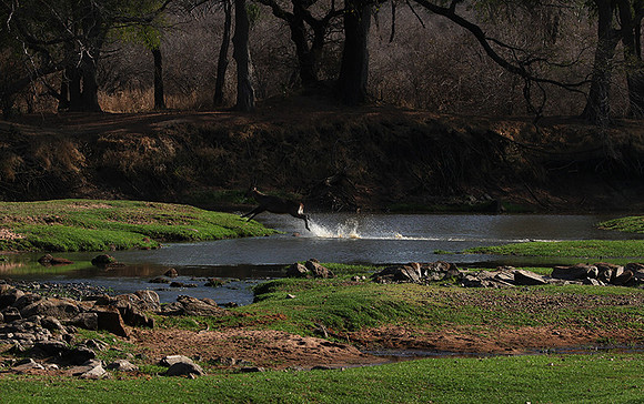 Ruaha NP