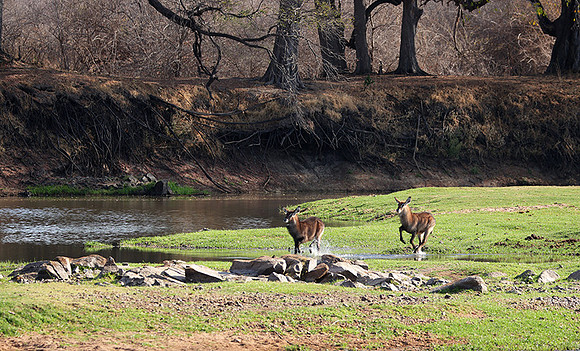 Ruaha NP