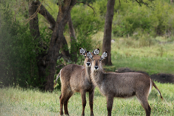 Tarangire NP