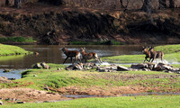 Ruaha NP