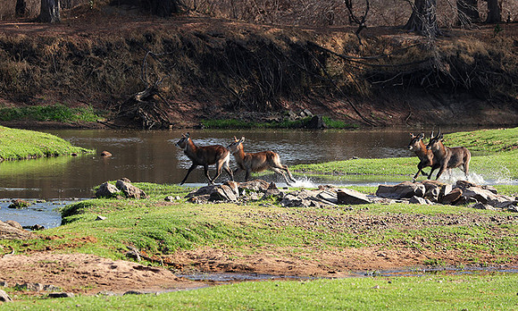 Ruaha NP