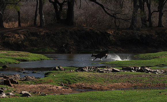 Ruaha NP