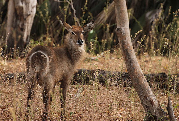 Common waterbuck - Selous