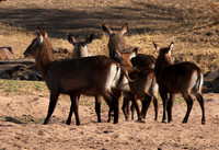 Ruaha NP