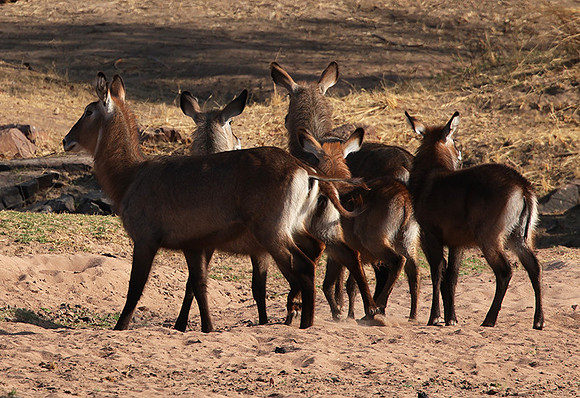 Ruaha NP