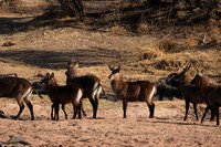 Ruaha NP