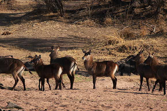 Ruaha NP
