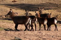 Ruaha NP