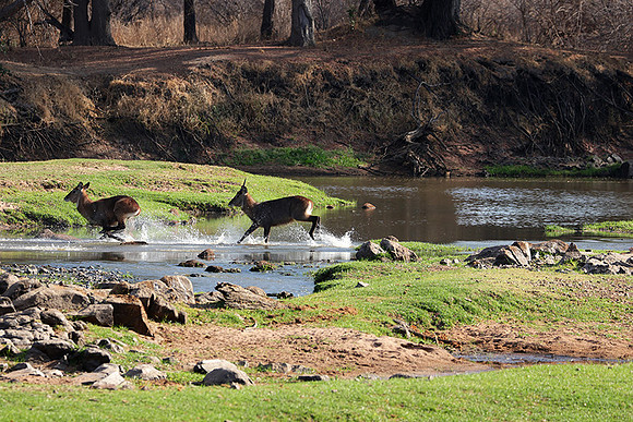 Ruaha NP