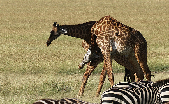 Serengeti - Grumeti Private Reserve