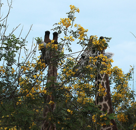 Selous