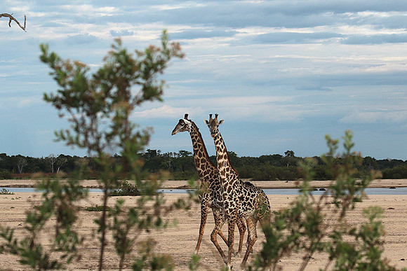 Selous