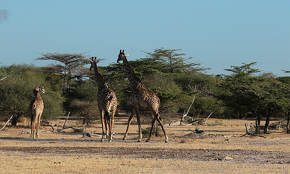 Selous