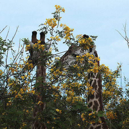 Selous