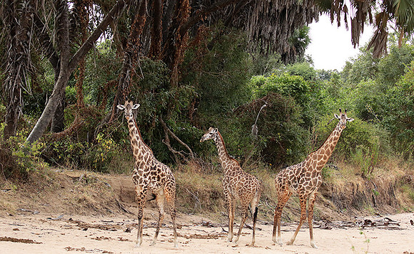 Selous