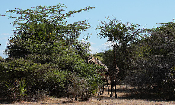 Selous