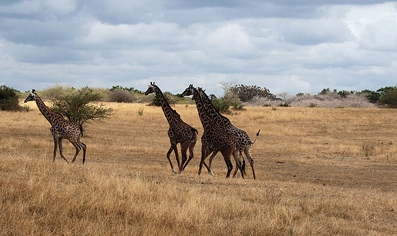 Selous