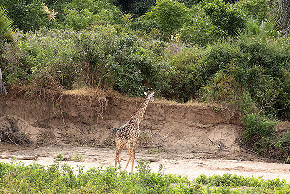 Selous