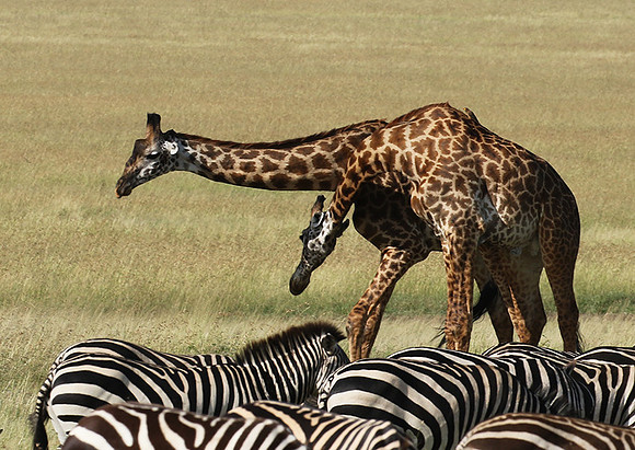 Serengeti - Grumeti Private Reserve