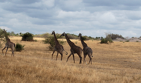 Selous