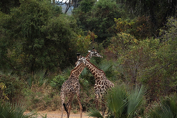 Selous