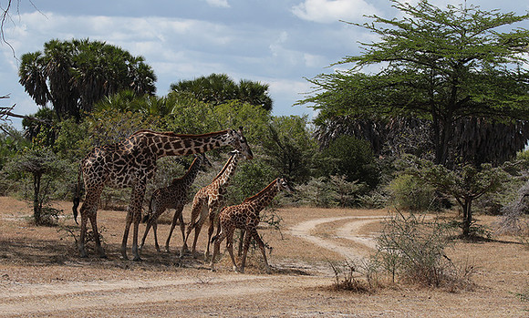 Selous