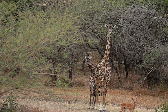 Selous