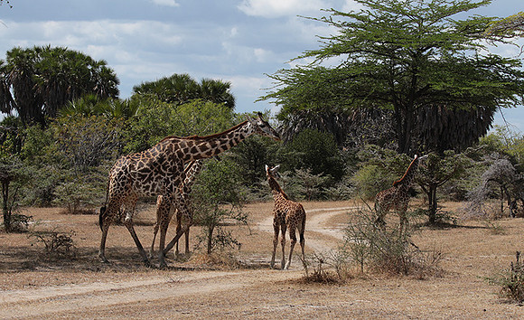 Selous