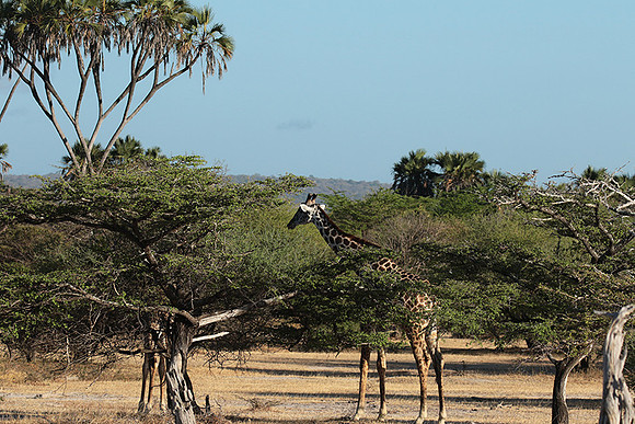 Selous