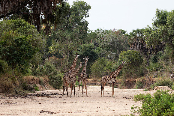 Selous