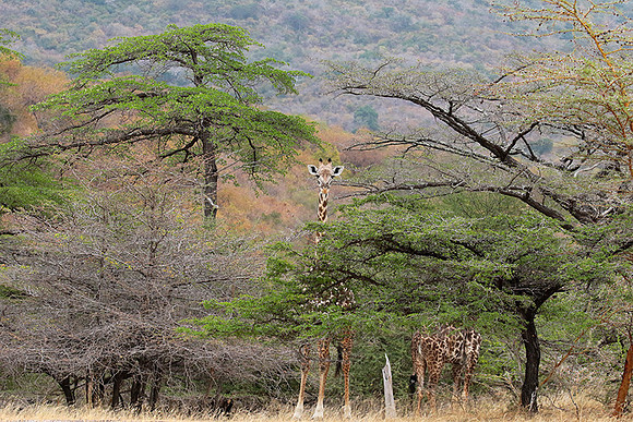 Selous