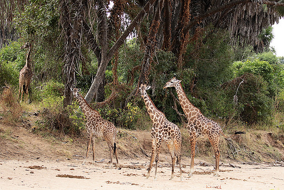 Selous