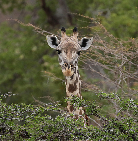 Selous