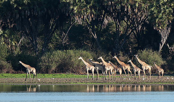Selous