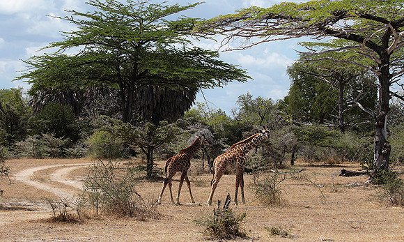 Selous