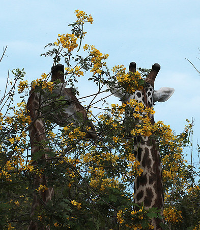 Selous