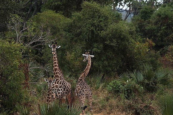 Selous