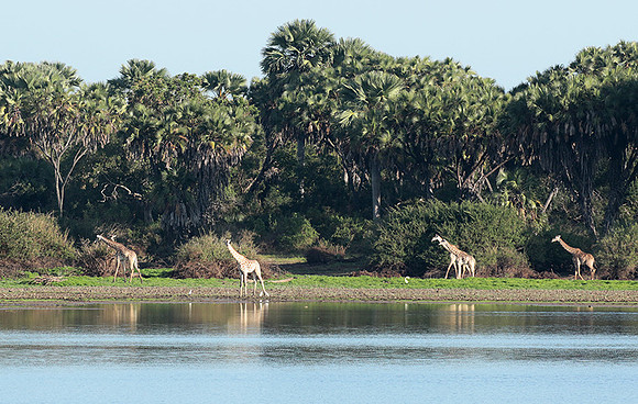 Selous