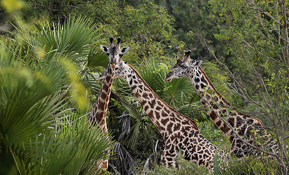 Selous