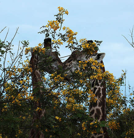 Selous