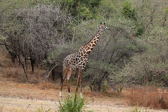 Selous