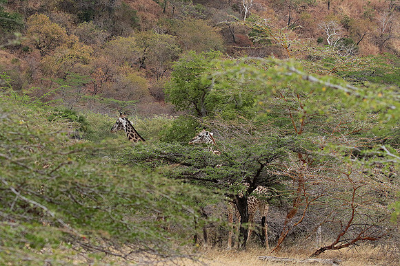Selous