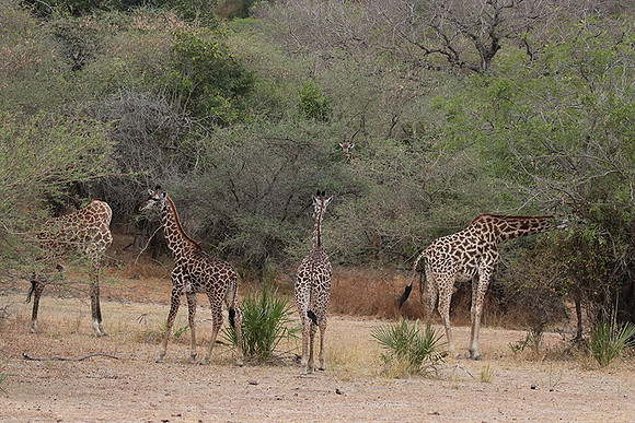 Selous