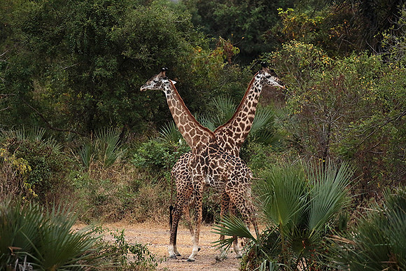 Selous