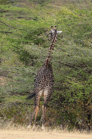 Selous