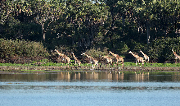 Selous