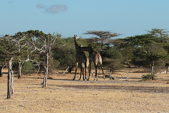 Selous